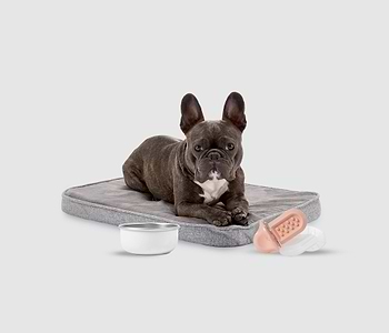  a small dog laying on top of a Snooz pad next to a bowl and groov 
