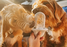  Two brown dogs sharing the treats spread in the Groov training aid. 