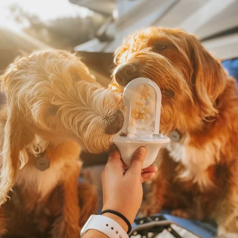  Two brown dogs sharing the treats spread in the Groov training aid. 
