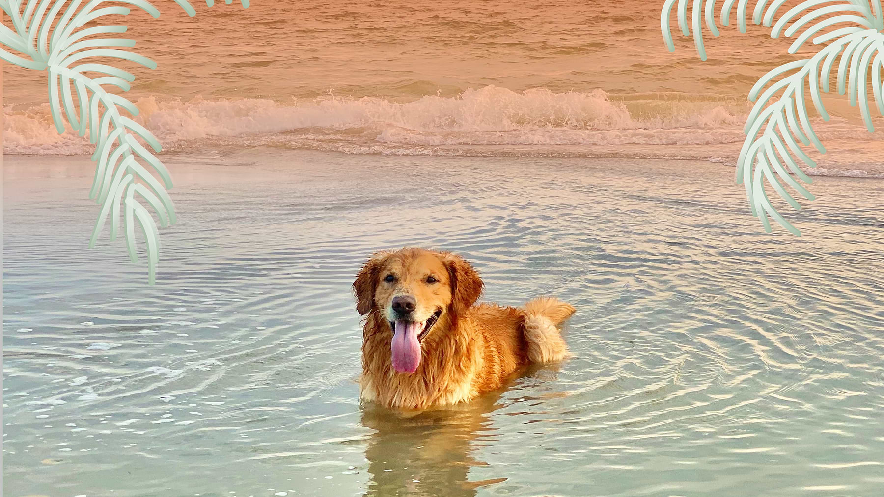  a golden retriever swimming in the ocean with his tongue out 