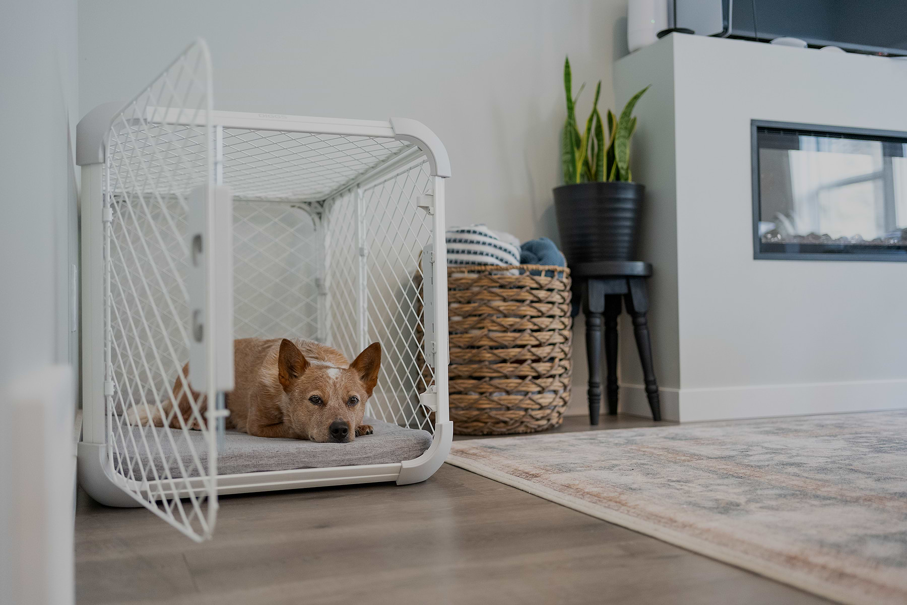  a dog in an Evolv Crate in a modern livingroom 