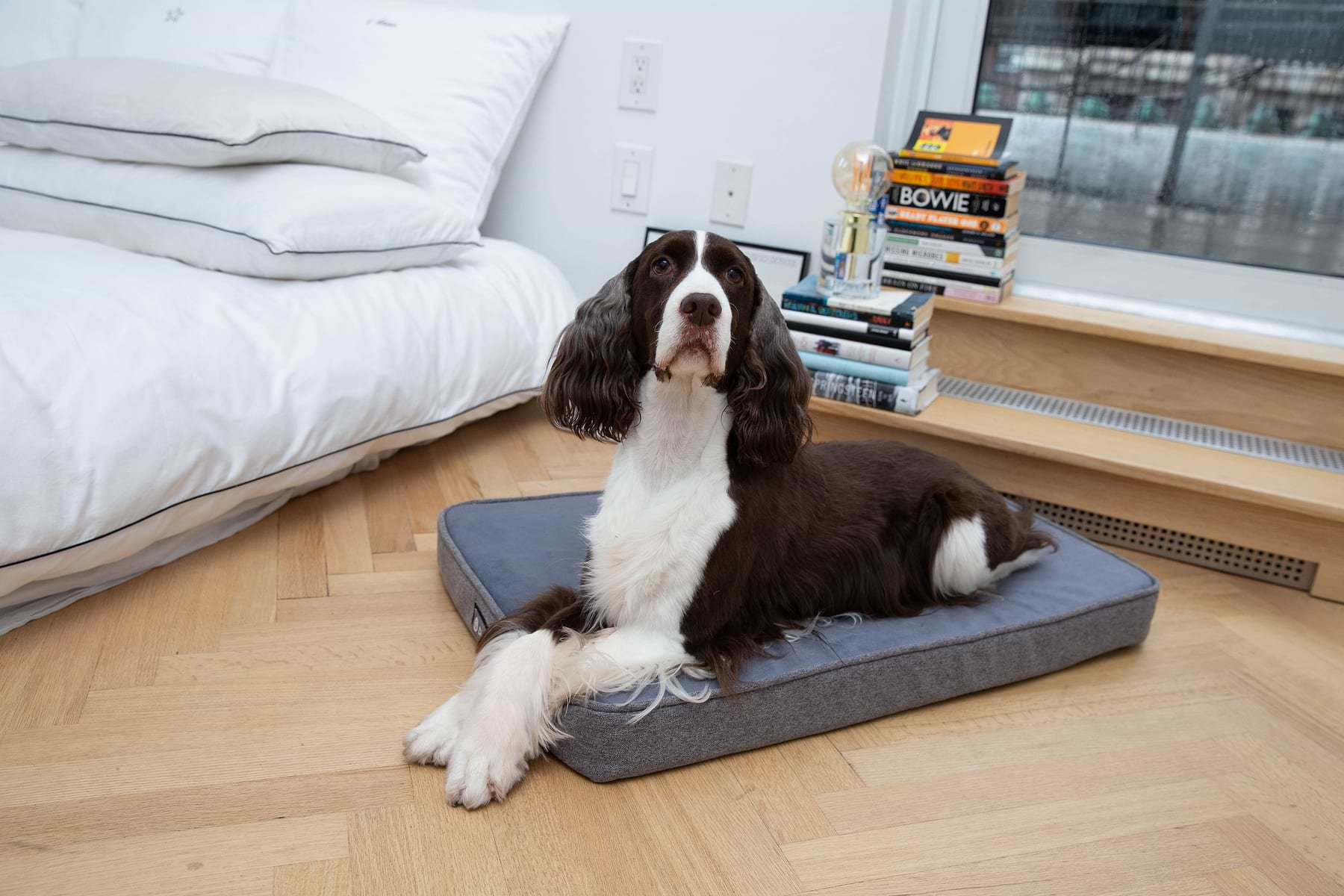  Black and white Cavalier King Charles Spaniel is laying on a Grey (light grey) Snooz Crate Pad 