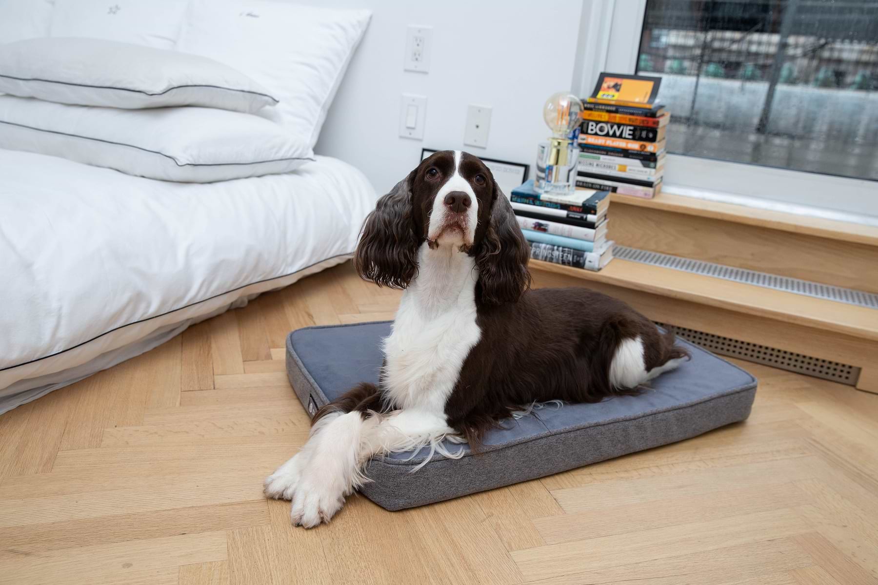 Bed too high for dog sale