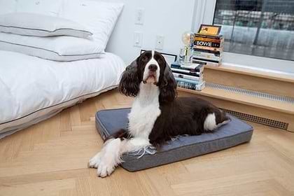 Black and white Cavalier King Charles Spaniel is laying on a Grey (light grey) Snooz Crate Pad