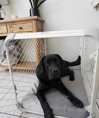  Black lab in Evolv dog crate with Bolstr bed in a kitchen 