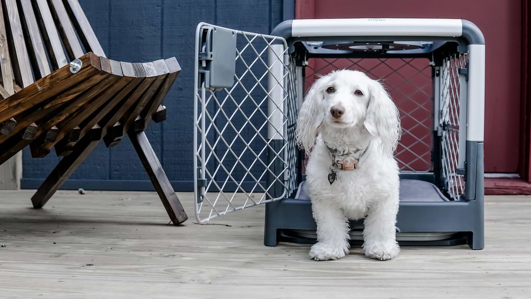 A white dog is standing outside the Grey Diggs small Revol door crate in Grey 