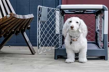 A white dog is standing outside the Grey Diggs small Revol door crate in Grey 