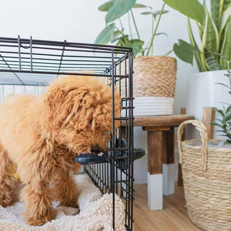 a brown dog standing inside of a crate licking a Navy Groov