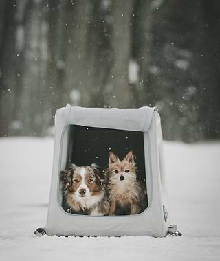  Two dogs in an Enventur kennel in the snow 