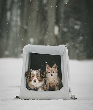 Two dogs in an Enventur kennel in the snow