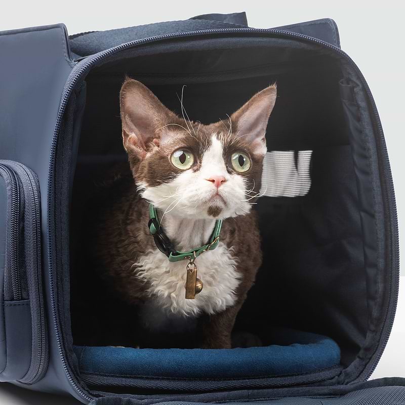 A cat sitting inside of a blue Passenger pet carrier bag