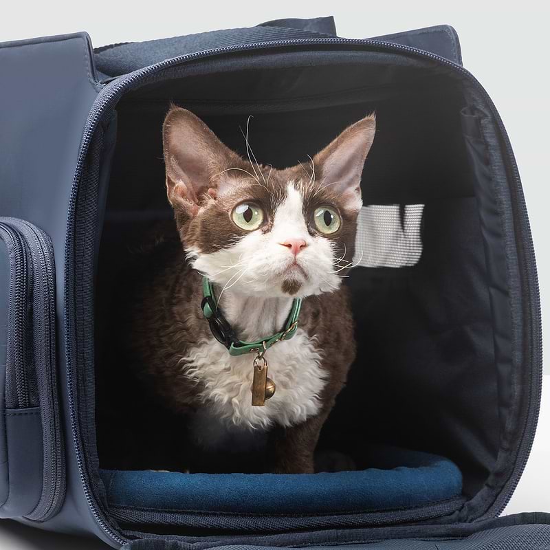 Kitty sale carrier bag