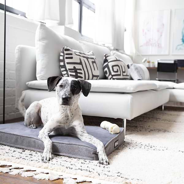  a dog laying on a Snooz pad in a living room 