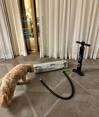  Poodle with Enventur inflatable kennel and air pump in a hotel room 