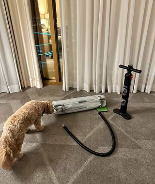 Poodle with Enventur inflatable kennel and air pump in a hotel room