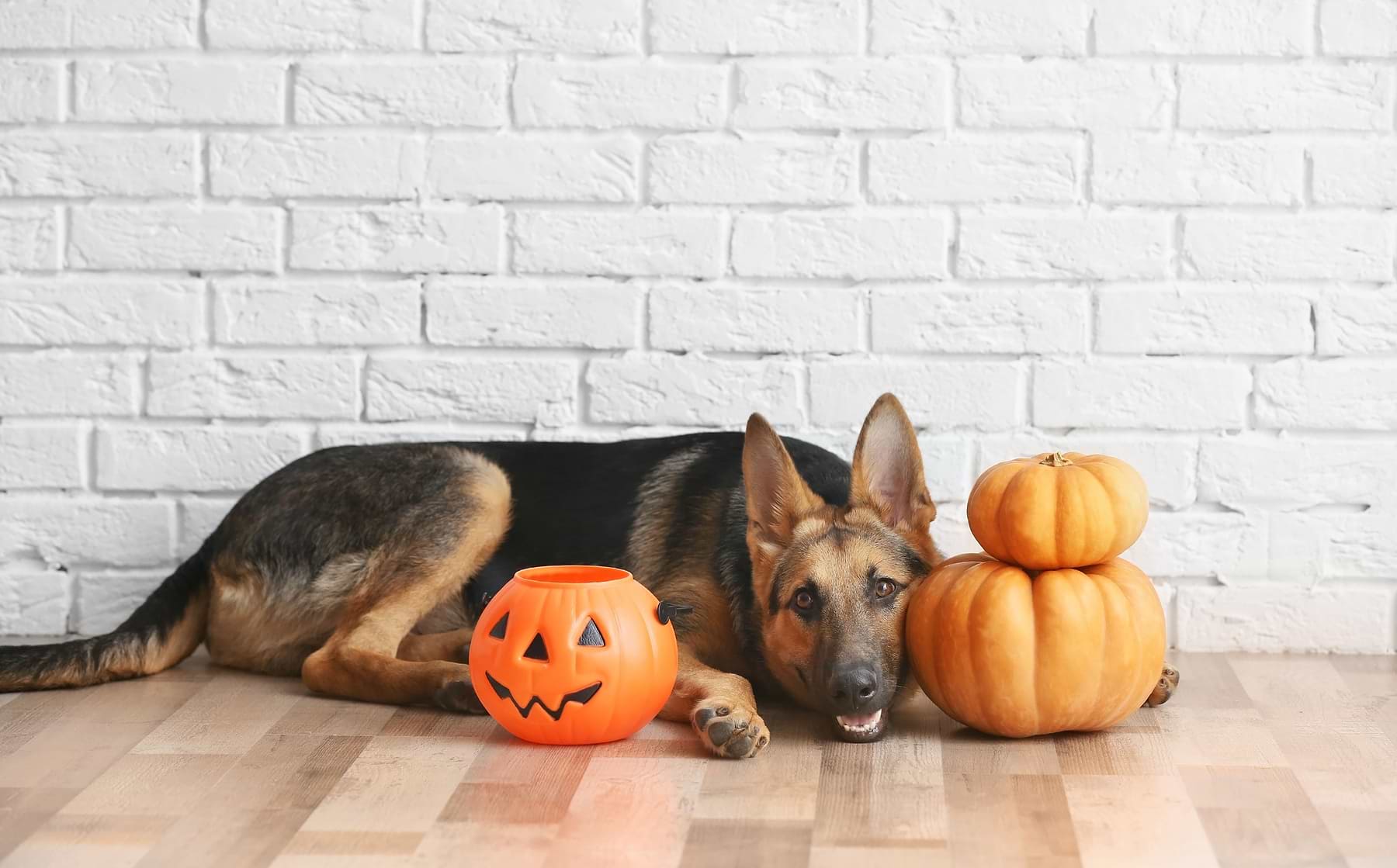 A black and brown dog, lying next to 2 pumpkins and 1 trick or treat basket for Halloween.
