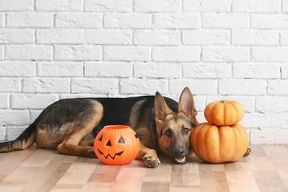 A black and brown dog, lying next to 2 pumpkins and 1 trick or treat basket for Halloween.