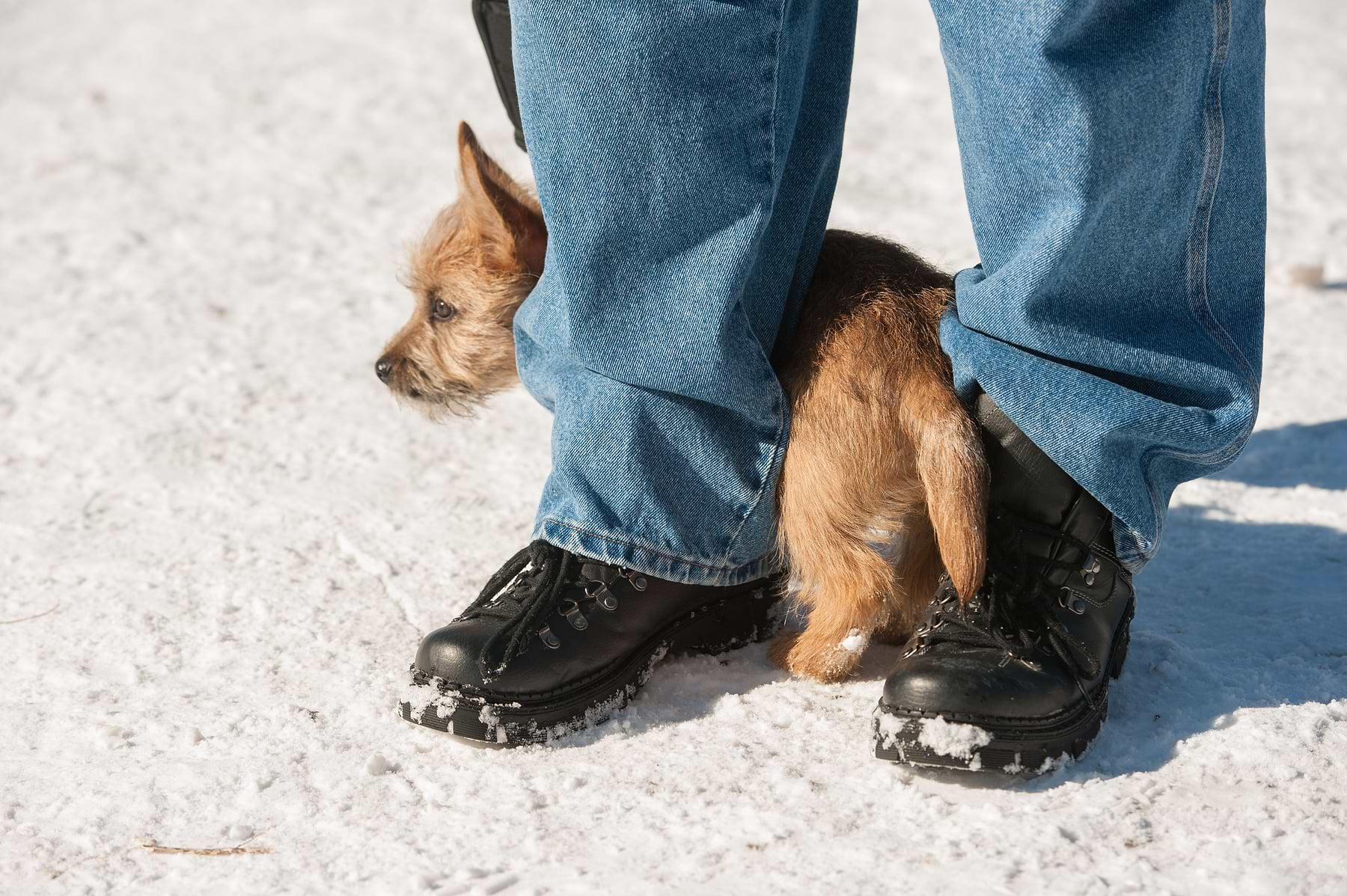  A puppy underneath his owner playing around on his shoes. 