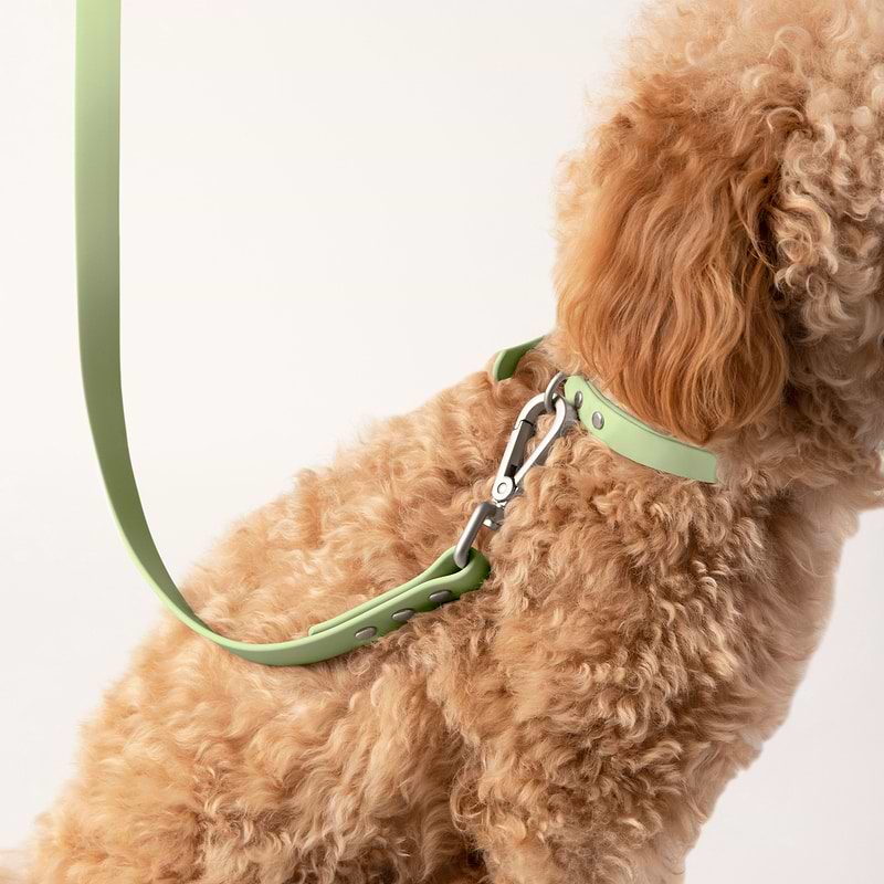A golden brown colored dog sitting with a Diggs Sage (light green) collar on the neck with leash in Sage(light green).
