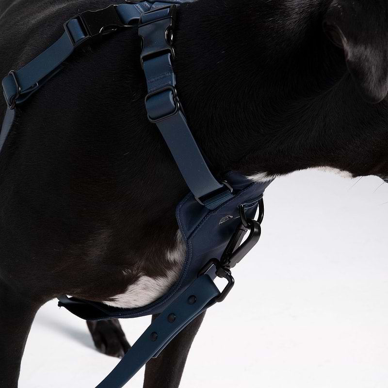 Dog harness with leash attached outlet