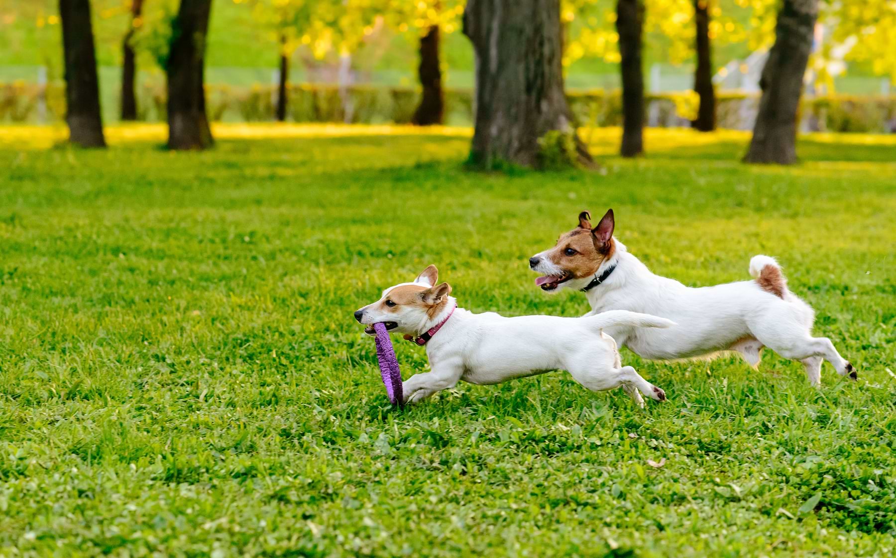  Two white and brown dogs are running on the grass. The smaller dog is carrying a round purple ring toy 