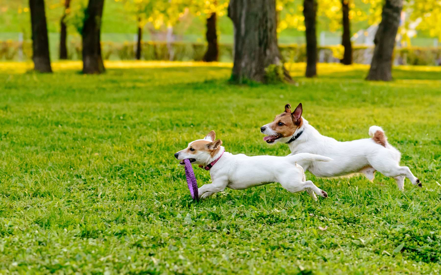 Two white and brown dogs are running on the grass. The smaller dog is carrying a round purple ring toy