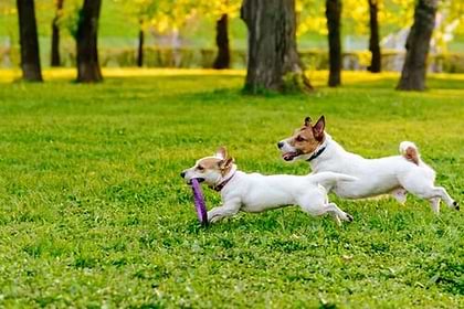 Two white and brown dogs are running on the grass. The smaller dog is carrying a round purple ring toy