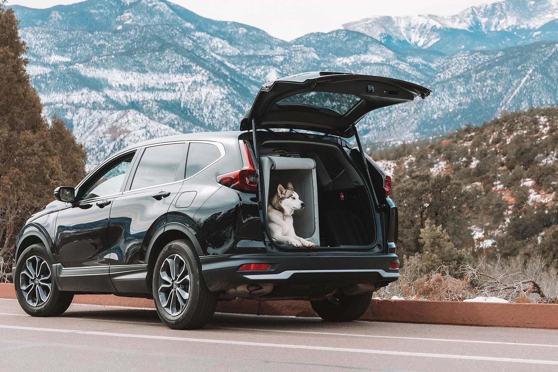 Dog sale car solutions