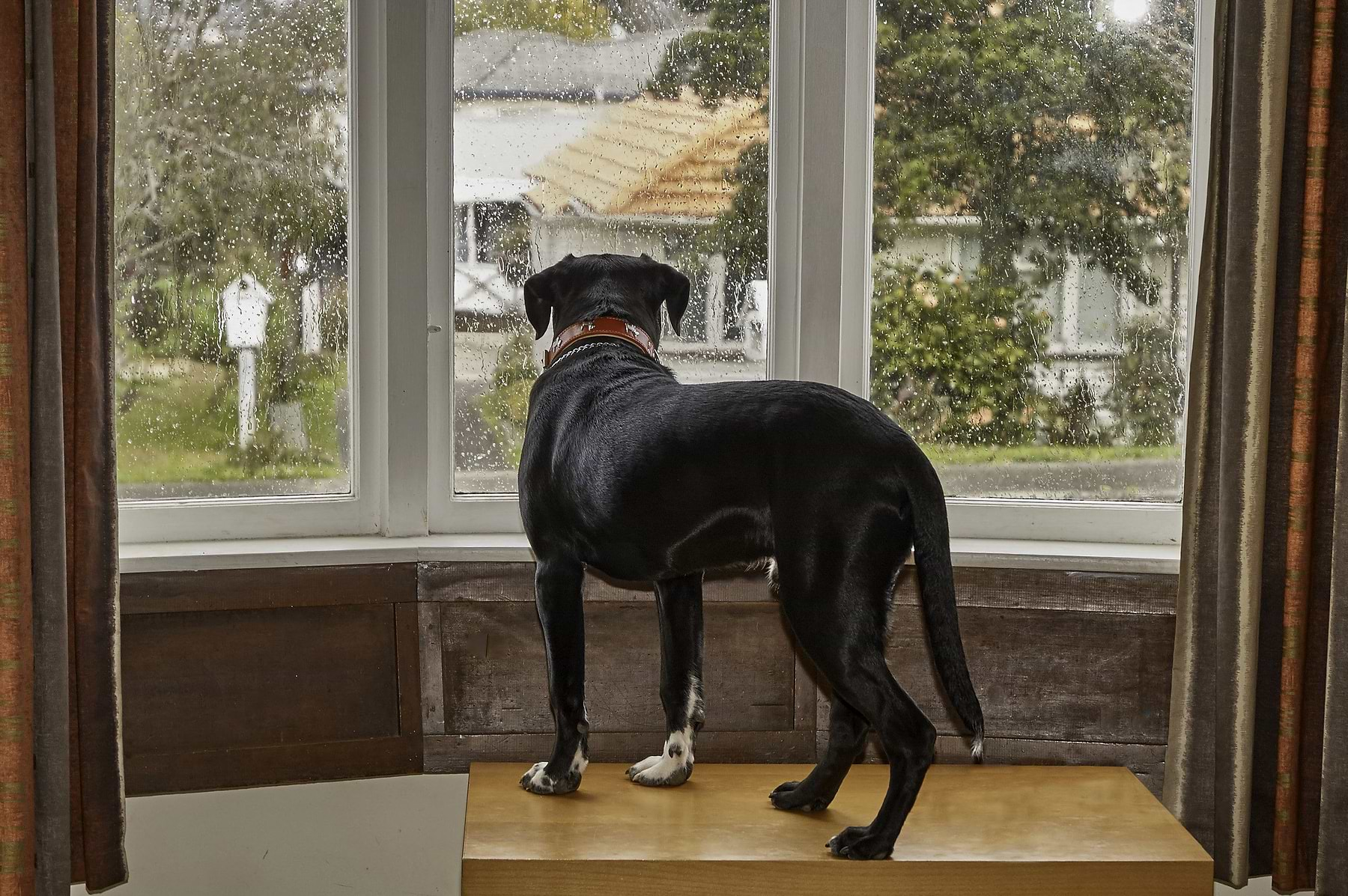  A black colored dog standing on top of the wood by the clear glass window and looking outside.  