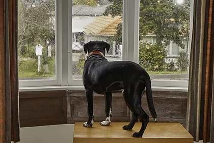A black colored dog standing on top of the wood by the clear glass window and looking outside. 