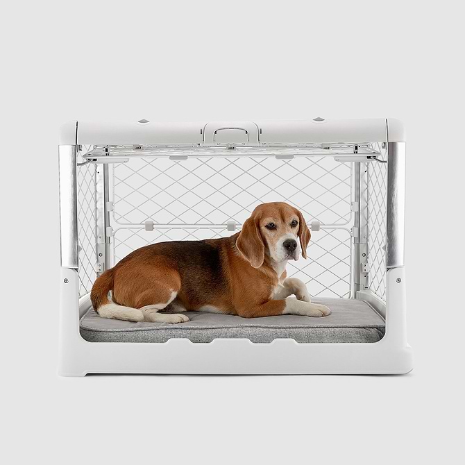 A beagle dog laying in a dog kennel