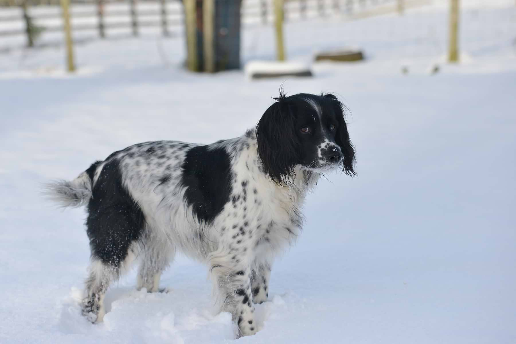  A black and white colored furry dog is playing in the snow. 