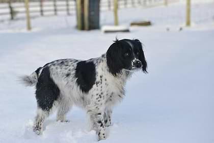 A black and white colored furry dog is playing in the snow.