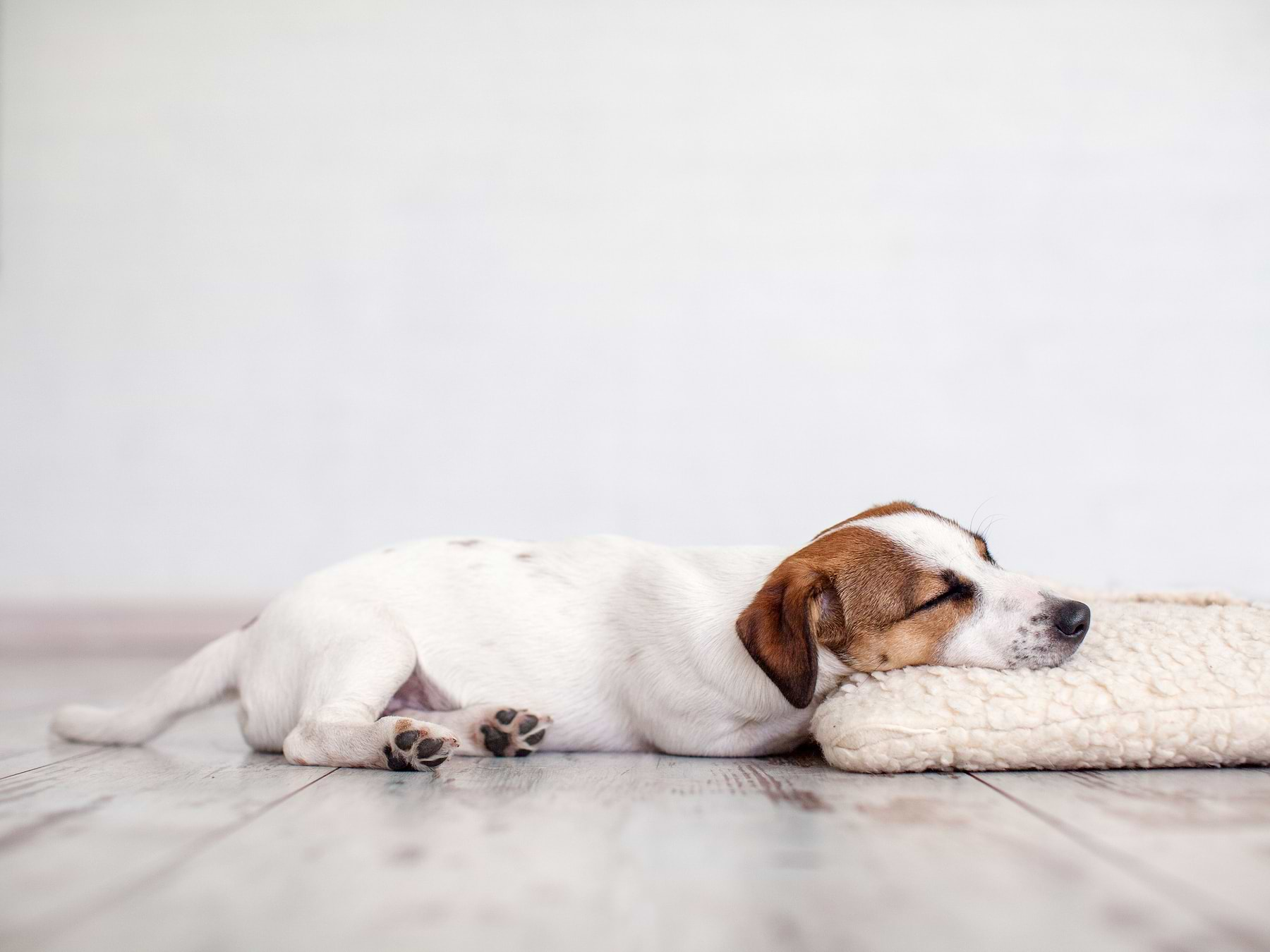  A white dog sleeping on the floor with his head on a foam/pillow. 