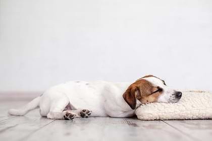 A white dog sleeping on the floor with his head on a foam/pillow.