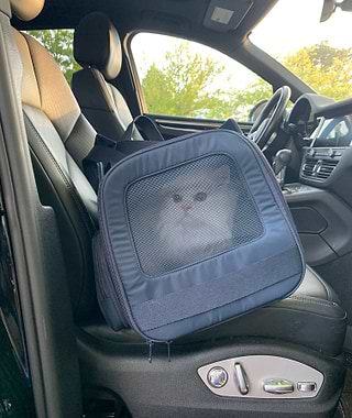 Cat in Navy Passenger fastened into a seatbelt in a vehicle