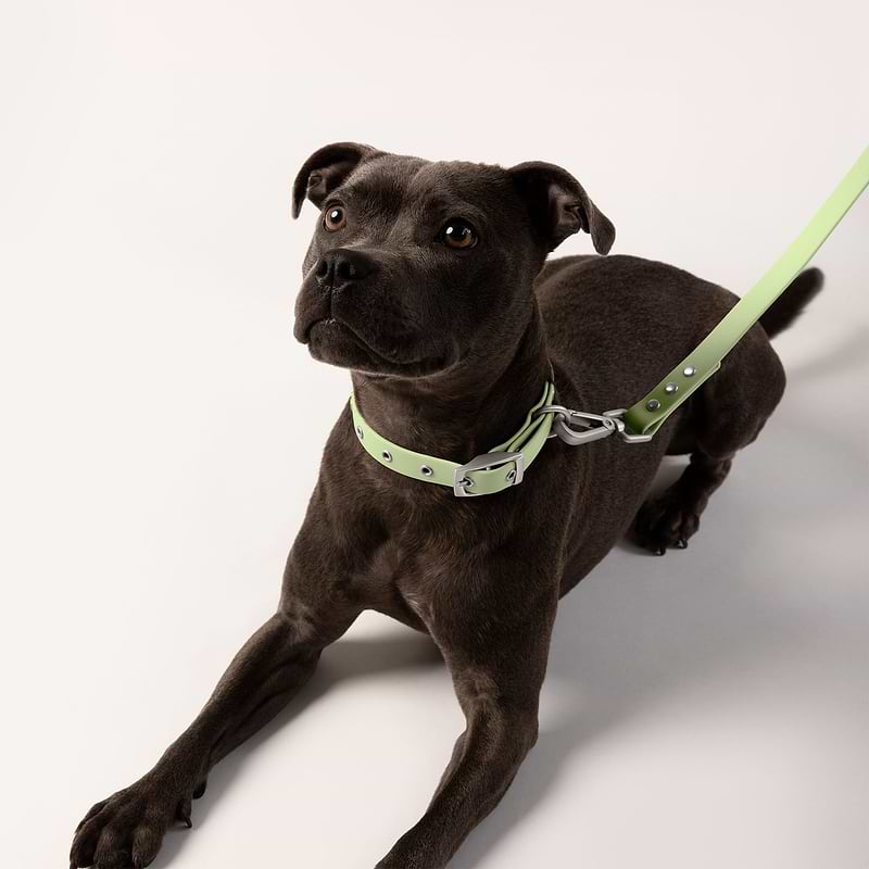 Nice dog leashes outlet