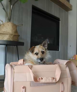  Dog in Blush Passenger carrier in a livingroom 