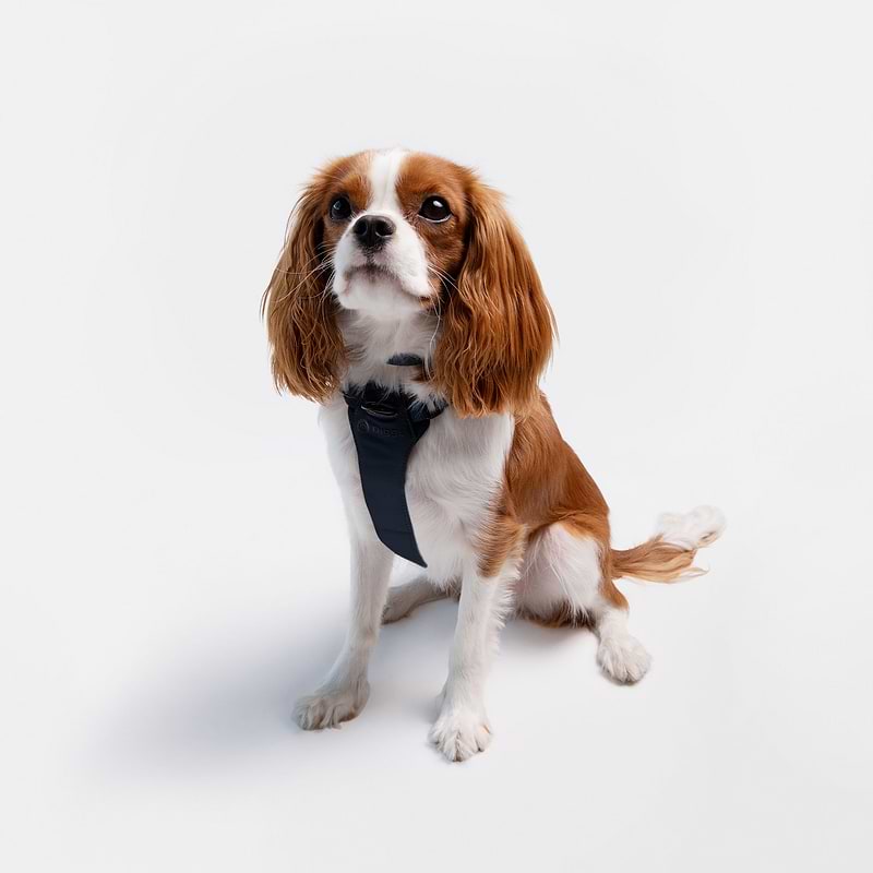 Best dog harness for cavalier king charles spaniel outlet