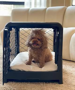  Toy poodle in a black Revol crate next to a modern couch 