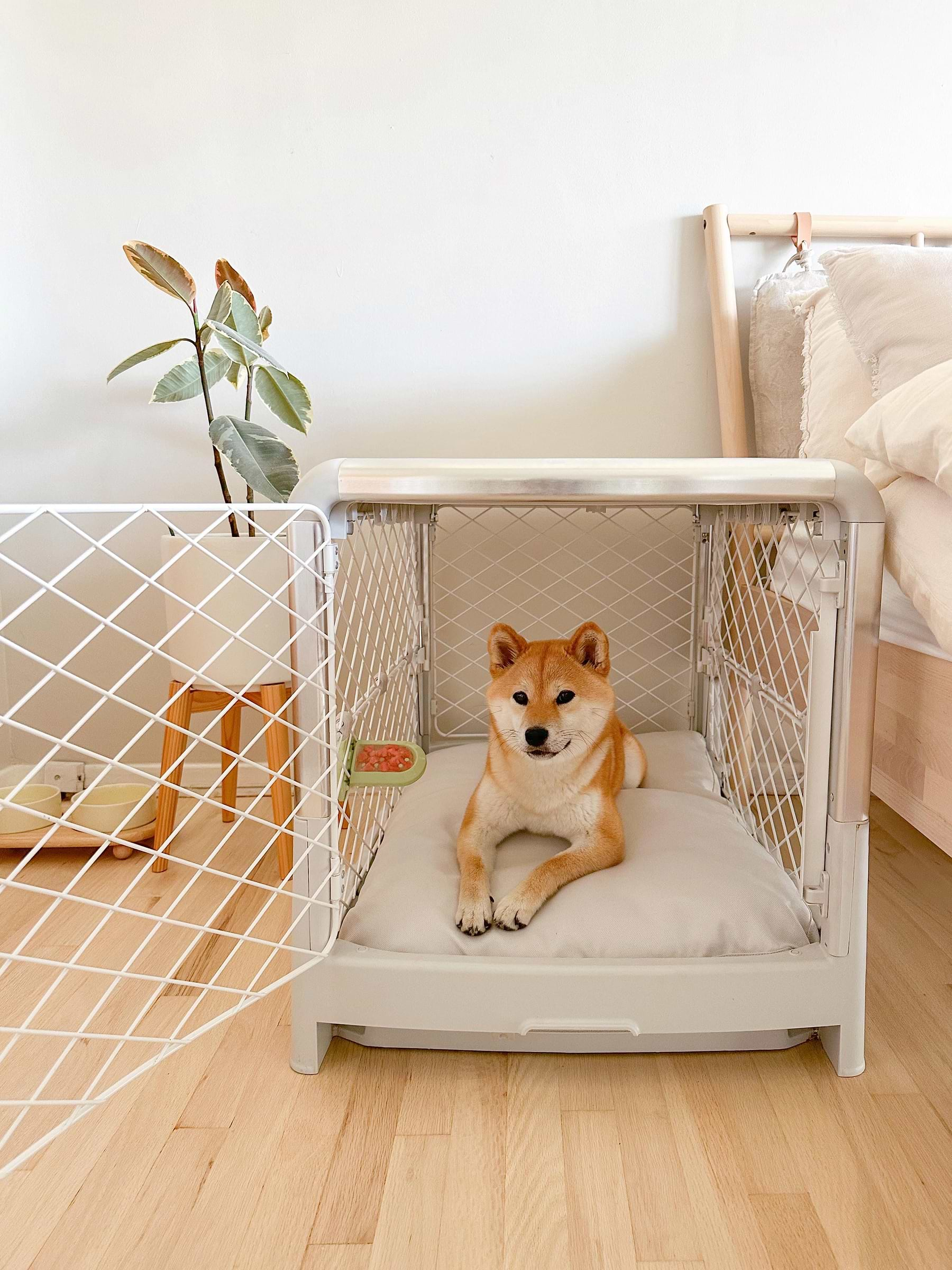  A dog sitting in a small dog crate on the floor 