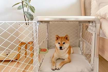 A dog sitting in a small dog crate on the floor