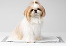 White and brown colored Shih Tzu sitting on a pee pad.