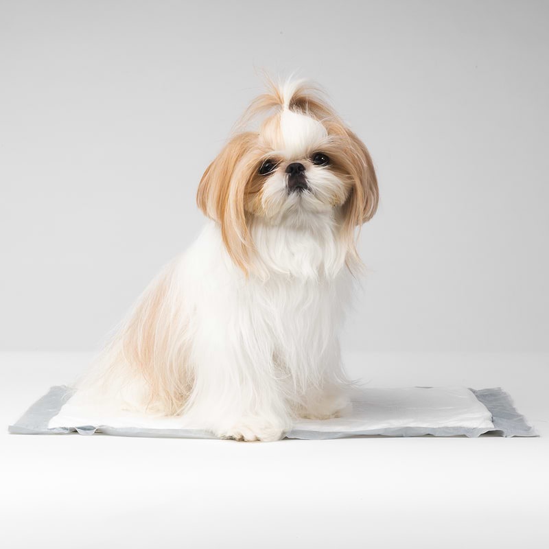 White and brown colored Shih Tzu sitting on a pee pad.