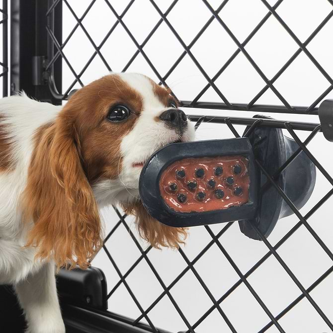  A brown and white dog licking a Groov Training Aid attached to a crate 