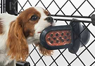 A brown and white dog licking a Groov Training Aid attached to a crate