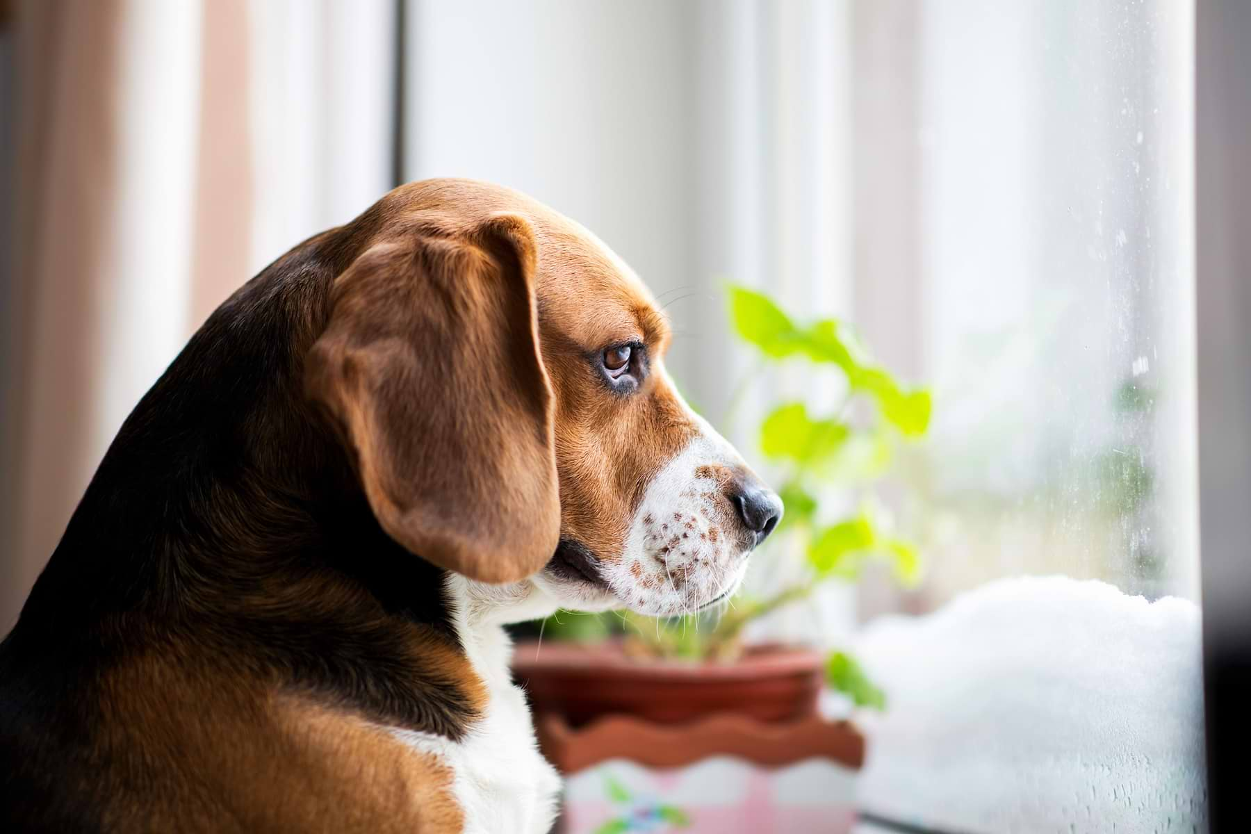  A black, brown, and white Beagle looking out the window 