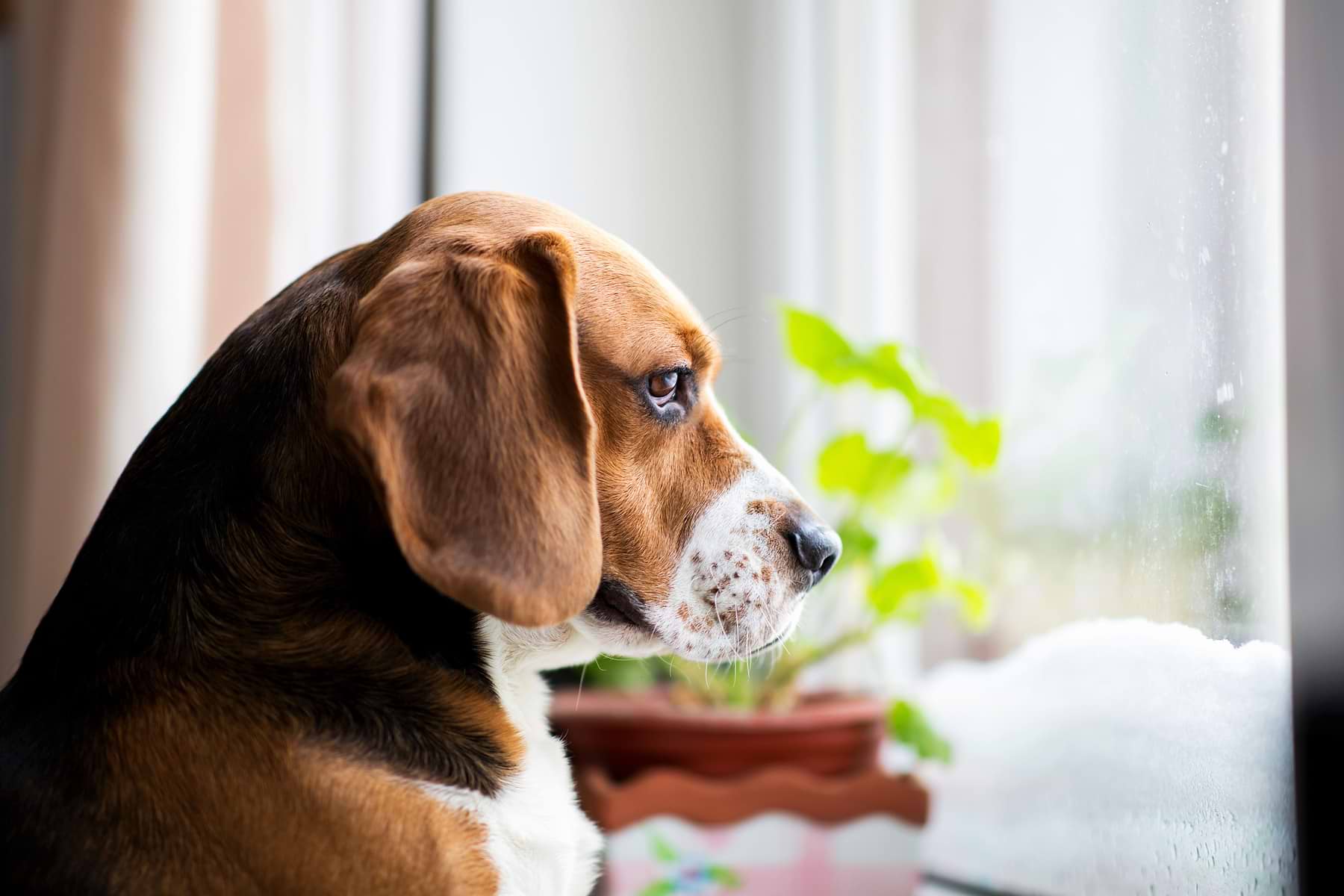 A black, brown, and white Beagle looking out the window
