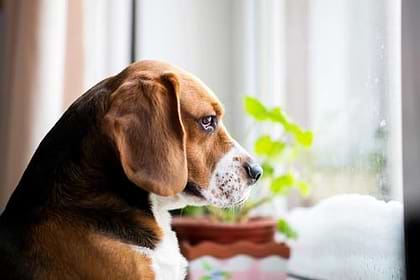 A black, brown, and white Beagle looking out the window