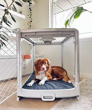Duck Toller dog in a white Revol crate in a sunlit livingroom